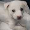 ピノ♀ずっとの家族募集中 サムネイル2