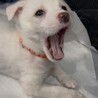 ピノ♀ずっとの家族募集中 サムネイル3