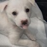 ピノ♀ずっとの家族募集中 サムネイル4