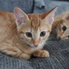 ママにも人にも甘えん坊のつくねくん サムネイル2