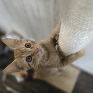 捕獲機の中で生まれた甘えん坊のなおくん
