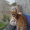 甘えん坊なおくん サムネイル2