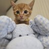 甘えん坊なおくん サムネイル3