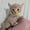 甘えん坊なおくん サムネイル4