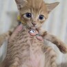 甘えん坊なおくん サムネイル5