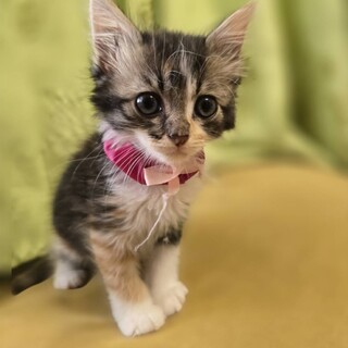 宇和島出身 人も猫も大好きなももちゃん