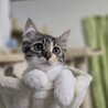 宇和島出身 ももちゃん サムネイル2