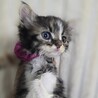 宇和島出身 ももちゃん サムネイル3