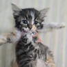 宇和島出身 ももちゃん サムネイル4