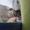 宇和島出身 ももちゃん サムネイル5