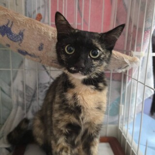 宇和島出身　小さな体で子育てを頑張ったみなママ