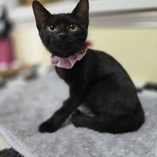 排水溝の中で隠れていた三姉妹ビリーちゃん