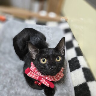 排水溝の中で隠れていた三姉妹グラフちゃん