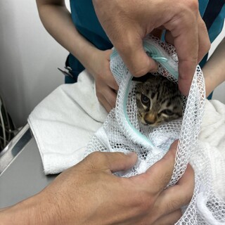 3ヶ月〜4ヶ月の子猫を保護しました！