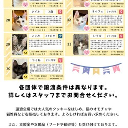 「8月23日｛ラブとハッピー府中 保護猫譲渡会｝」サムネイル3