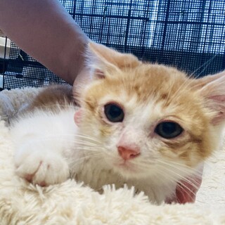 元気な男の子、れおくん