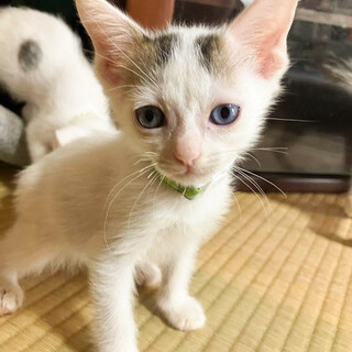 お膝大好き❤超甘えん坊⭐️ペッペくん