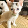 お膝大好き❤超甘えん坊⭐️ペッペくん