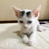 お膝大好き❤超甘えん坊⭐️ペッペくん サムネイル5
