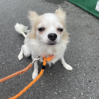 尻尾ふりふりチワワのバニラちゃん