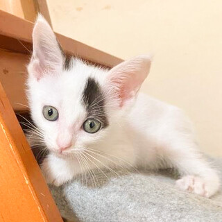 小柄で元気いっぱい美猫さん❤️ポッポ