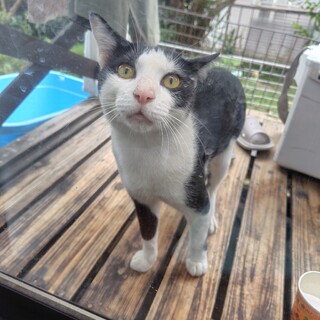 ハチワレオス猫です