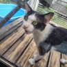 ハチワレオス猫です サムネイル2