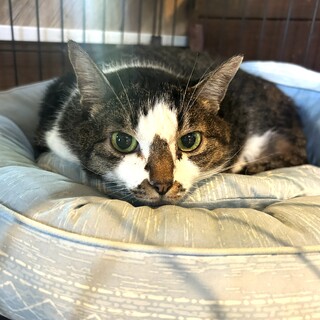 大人しくてぽっちゃり猫の『おはな』ちゃん