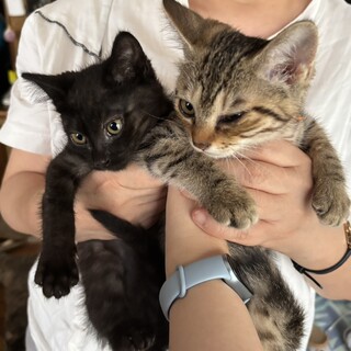 キジトラと黒猫の生後3ヶ月程の猫兄妹