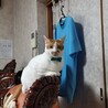 ももまるみ
