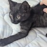 キジトラと黒猫の生後3ヶ月程の猫兄妹 サムネイル4