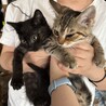 キジトラと黒猫の生後3ヶ月程の猫兄妹 サムネイル5