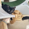 チームモノクロ代表★みょうぎ★人馴れ修業中 サムネイル5