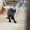 チームモノクロ代表★みょうぎ★人馴れ修業中 サムネイル6
