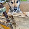 【かねみつ】　人懐っこい男の子☆ サムネイル2