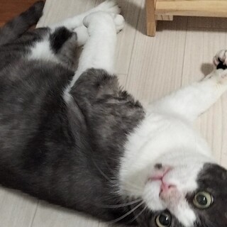 犬みたいにずっと側にいてとても甘えん坊でお利口さん