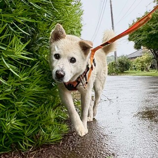 【ポーチ】　おやつが大好きな男の子☆