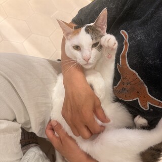 かわいい三毛猫　アメリちゃん