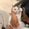 かわいい三毛猫　アメリちゃん