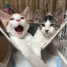 激痛に耐え頑張った大人しいパンジ君 サムネイル4