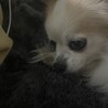 チワワまりん