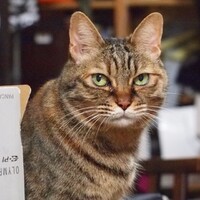 そらまめ