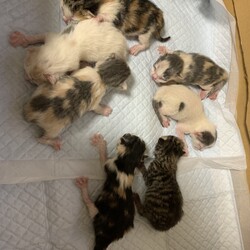 子猫を敷地に捨てられる