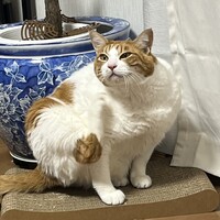 プリン