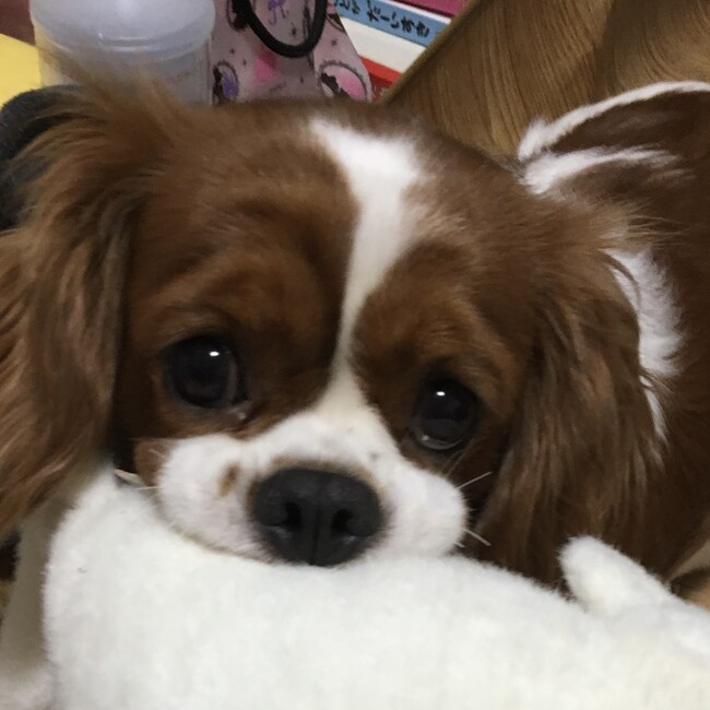 あいラブあにゃこのカバー写真