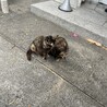 【野良猫】仲良し姉妹♡サビ猫
