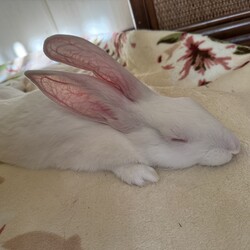 要求