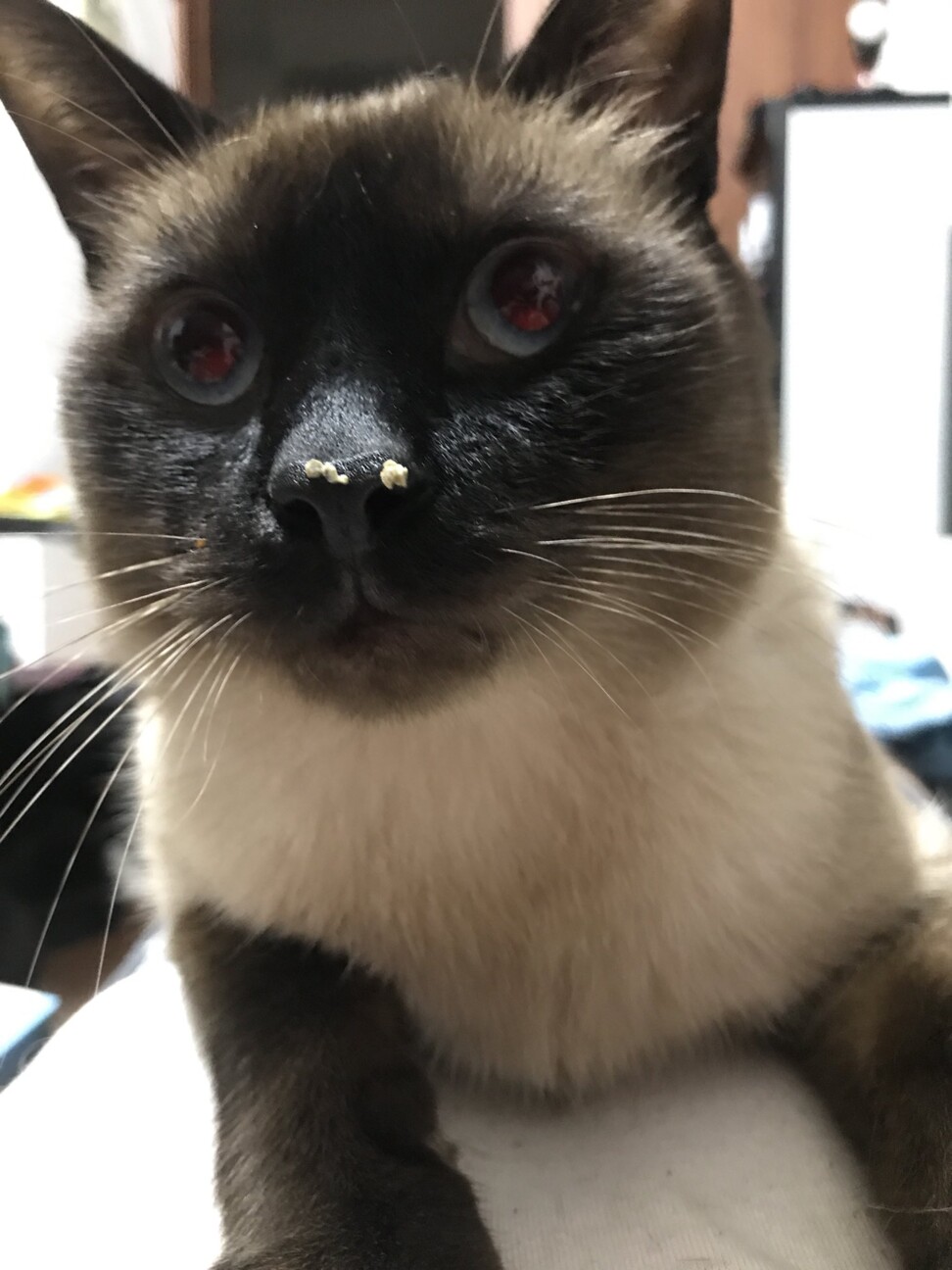 きぬごし