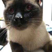 きぬごし