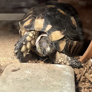 実はリクガメも飼っています♡